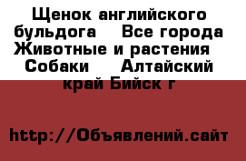 Щенок английского бульдога  - Все города Животные и растения » Собаки   . Алтайский край,Бийск г.